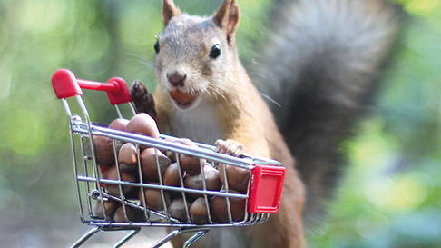 © Petrova-Apostolova-AdobeStock