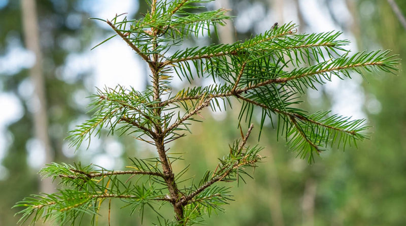 © Red Bull Media House